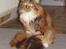 Maine Coon Duchess R.I.P min skat - skynd dig nu lidt "mor" gider ikk sidde stille for længe.....