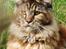 Maine Coon DK Vingsted´s Cindarella