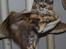 Maine Coon DK Vingsted´s Cindarella