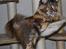 Maine Coon DK Vingsted´s Cindarella