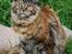 Maine Coon DK Vingsted´s Cindarella