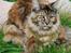 Maine Coon DK Vingsted´s Cindarella