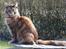 Maine Coon DK Vingsted´s Cindarella