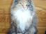 Maine Coon Honey Pie R.I.P mors skat - kan godt sidde pænt og ligne en dronning.....