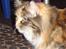 Maine Coon Honey Pie R.I.P mors skat - jeg er såååå fin....
