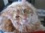 Maine Coon Simba