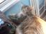 Maine Coon Honey Pie R.I.P mors skat - nyder lige varmen på altanen så har ikk tid til billeder....