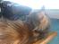 Maine Coon Honey Pie R.I.P mors skat - neeeej ikk nu jeg sover......