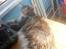 Maine Coon Honey Pie R.I.P mors skat