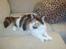 Maine Coon Shakira P R.I.P min skat