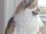 Maine Coon Shakira P R.I.P min skat