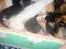 Maine Coon Shakira P R.I.P min skat