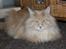 Maine Coon Micharlo`s Dante