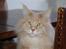 Maine Coon Micharlo`s Dante