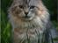 Maine Coon  Zain Marquis Silver Jade
