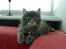 Maine Coon Bobby (hvil i fred <3) - min flotte lille kat 9 uger