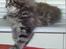 Maine Coon Bobby (hvil i fred <3) - 9 uger gammel