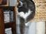 Maine Coon Blue Coon`s Blue Bandit