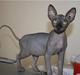 Sphynx Dk¨B Billings Willy