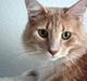 Maine Coon Oliver