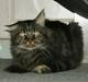Maine Coon Sylvester