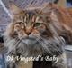 Maine Coon DK Vingsted´s Baby