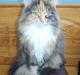 Maine Coon Honey Pie R.I.P mors skat