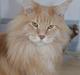 Maine Coon Micharlo`s Dante