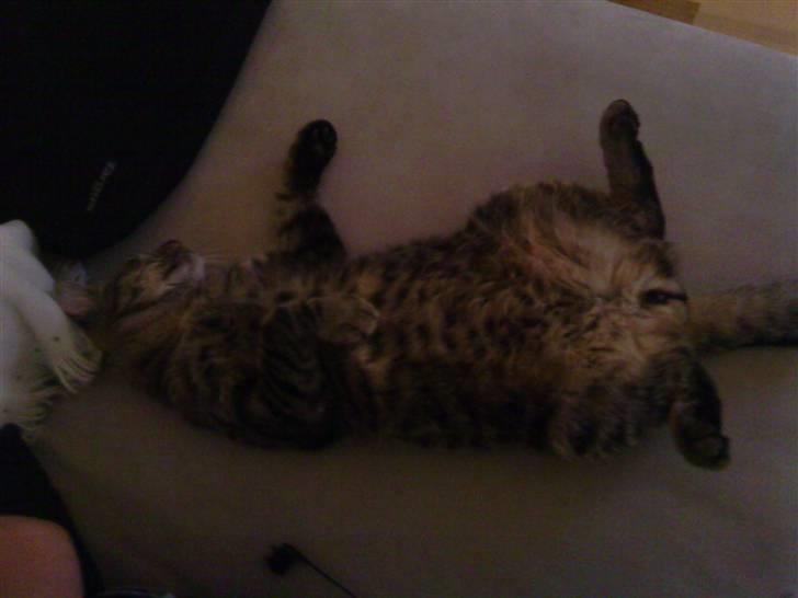 Blanding af racer Milo * !  billede 13