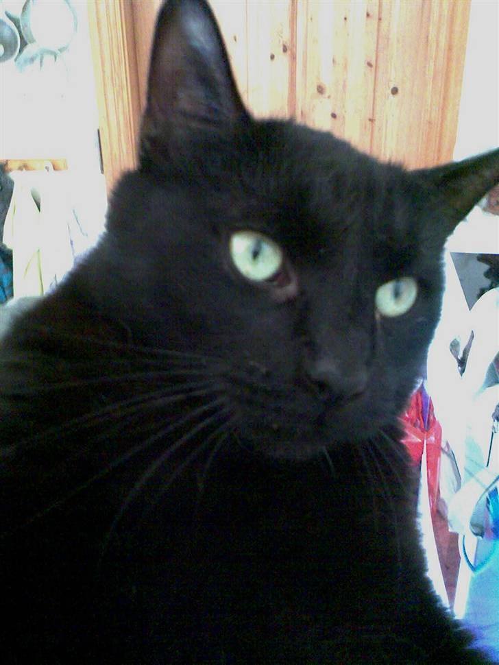 Huskat Albert Lawrence Strutter - Holder skarpt øje billede 6