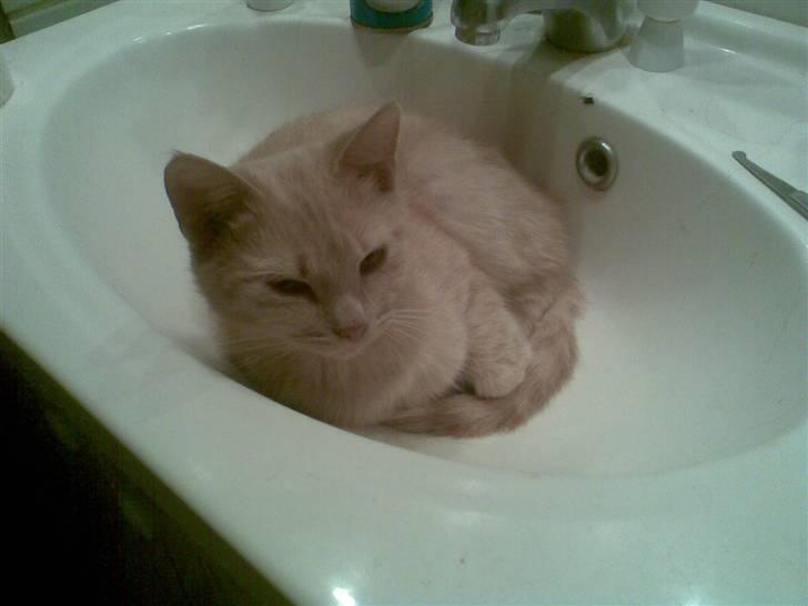 Blanding af racer Mulle mis billede 1