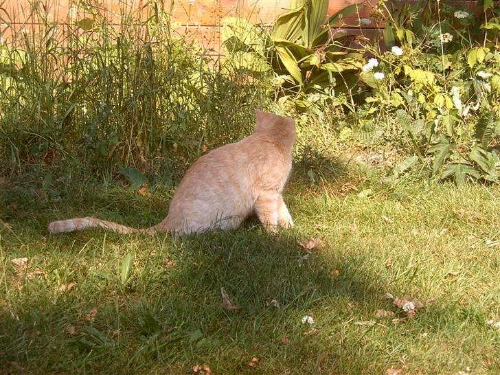 Blanding af racer Mulle mis billede 2