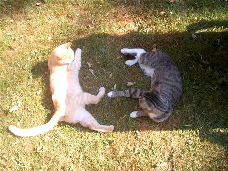 Blanding af racer Mulle mis - Mulle mis og Turbo ligger og dovner :) billede 3