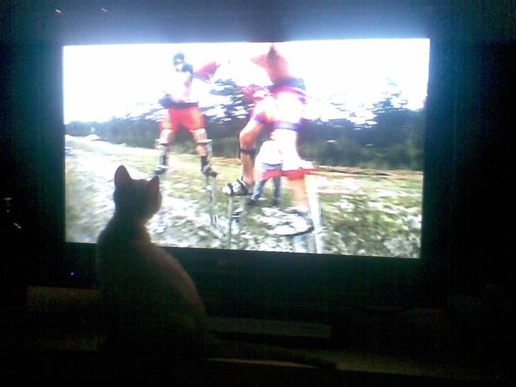 Blanding af racer Mulle mis billede 4