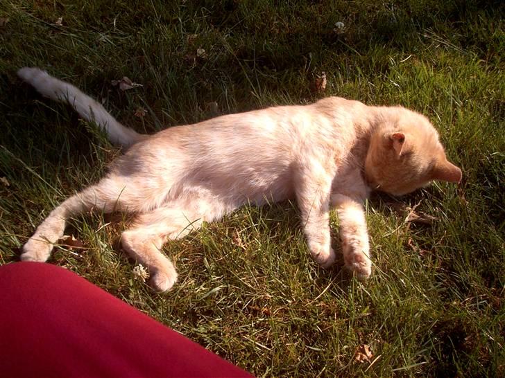 Blanding af racer Mulle mis billede 5