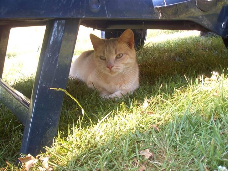 Blanding af racer Mulle mis billede 6