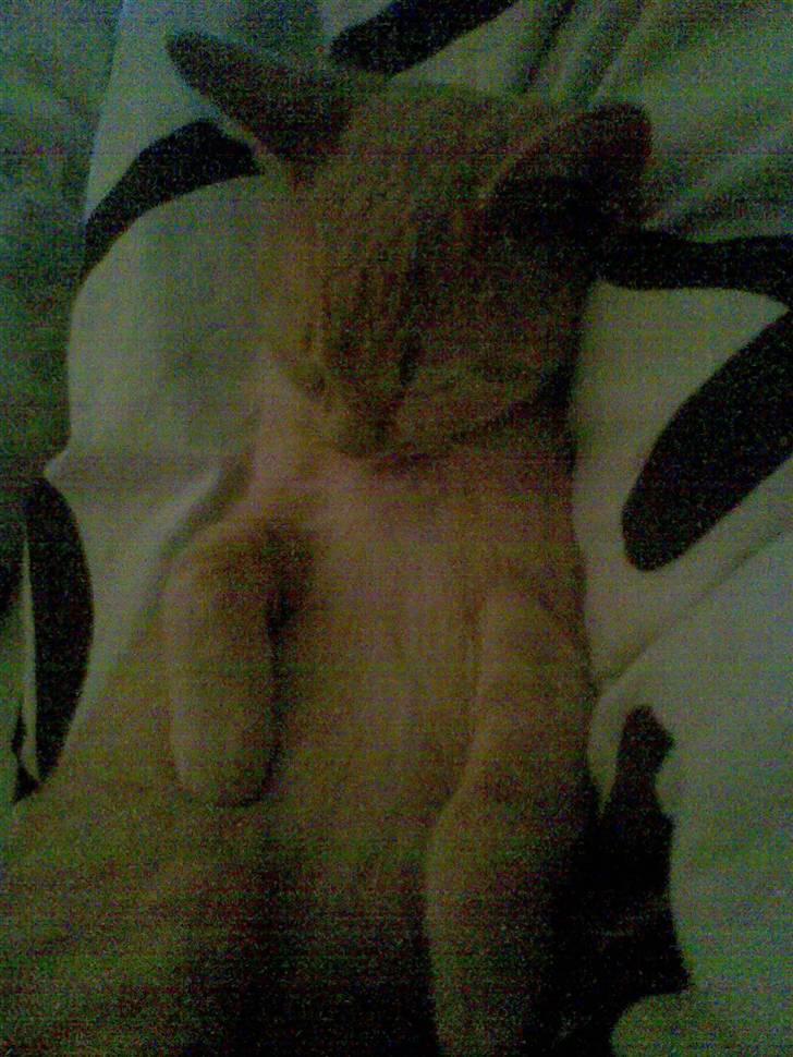 Blanding af racer Mulle mis billede 7