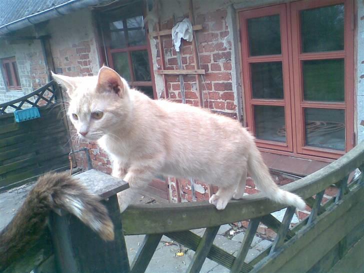 Blanding af racer Mulle mis billede 8