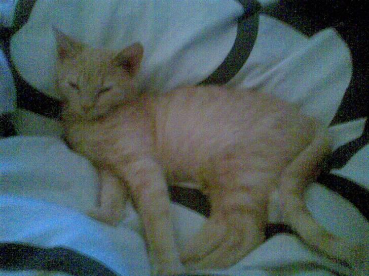 Blanding af racer Mulle mis billede 9