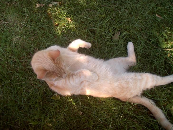 Blanding af racer Mulle mis billede 10