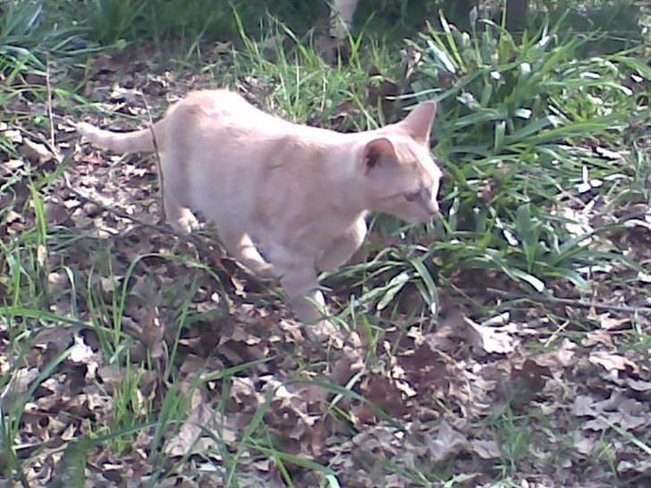 Blanding af racer Mulle mis billede 11