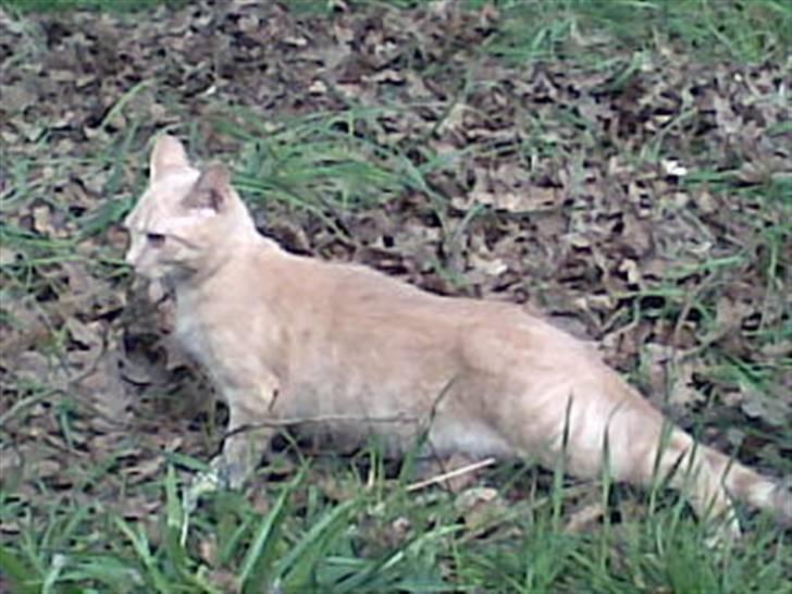 Blanding af racer Mulle mis billede 12