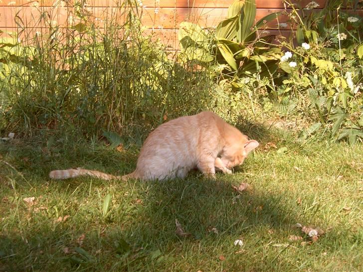 Blanding af racer Mulle mis billede 13