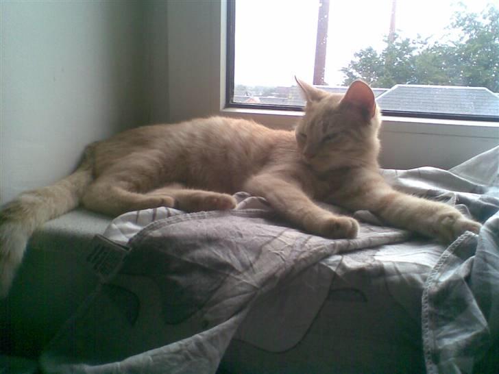 Blanding af racer Mulle mis billede 14