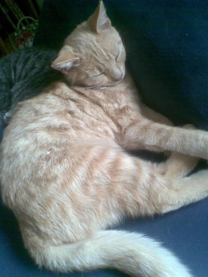 Blanding af racer Mulle mis billede 15