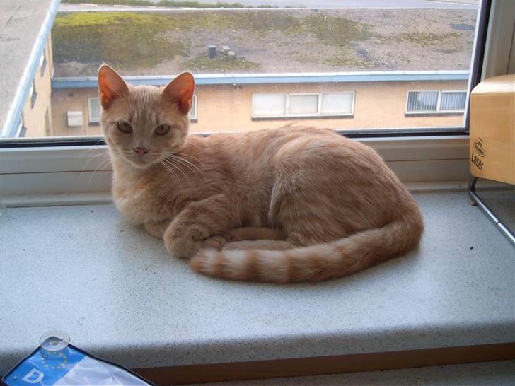 Blanding af racer Mulle mis billede 16