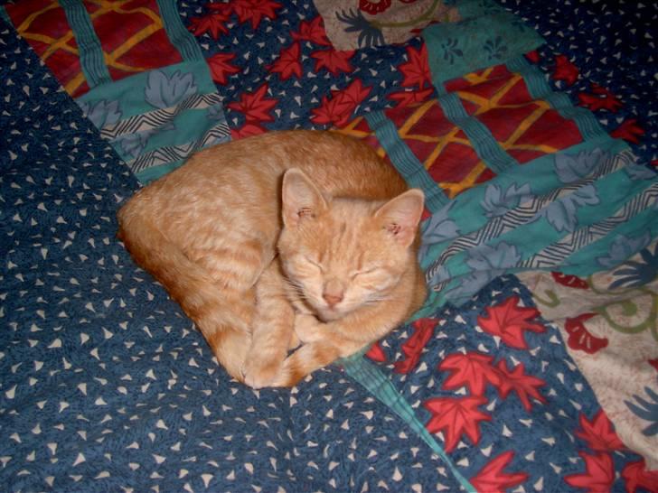 Blanding af racer Mulle mis billede 17