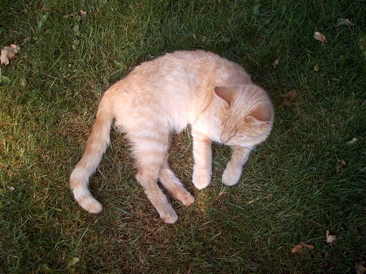 Blanding af racer Mulle mis billede 18