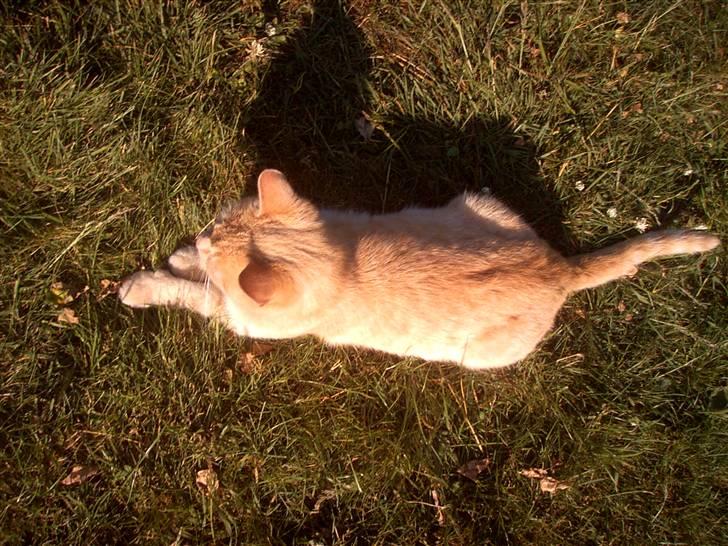 Blanding af racer Mulle mis billede 19