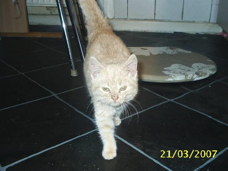 Blanding af racer Mulle mis - Sådan så Mulle mis ud da vi fik hende :S billede 20